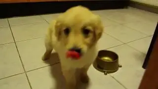 Very Hungry Puppy - Funny  (Golden retriever)