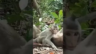 Cute monkey and baby monkey run and play#funnyanimal #monkey #cute #storts
