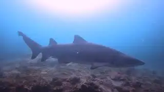 A group of grey nurse sharks/sand tiger sharks/ ragged tooth sharks.