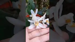 Coelogyne nitida🌿 #coelogyne #orchids #orchidlover #anthophile #meghalaya