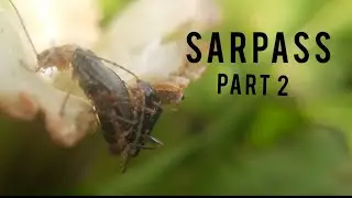 Sar Pass Trek - Trek from Kasol  | Part 2