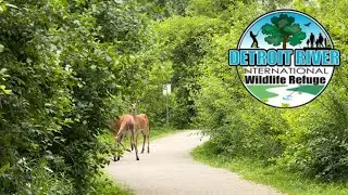 Animal encounters at Detroit International Wildlife Refuge