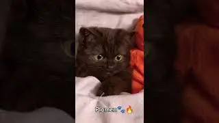 &hearts;️🔥😺#plamen #katerinamarieticha #kočka #meme#shorts #funny #catshorts #ceskarepublika #cz #cats#cute