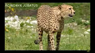 animalpedia felinae los pequeños felinos