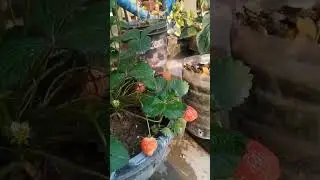 Strawberry gas👉 subscribe👉 like comment🙏🙏