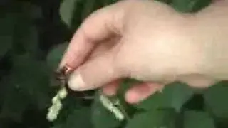 Cicada Invasion '07