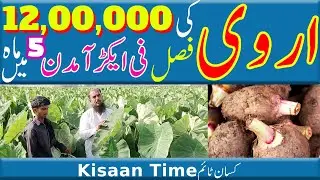 Arvi ki kasht in pakistan Arbi ki kasht in pakistan Arbi ki kasht اروی کی کاشت Kisan time کسان ٹائم
