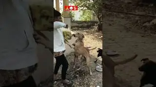 Cute Dog #dog #shortvideo #puppy #doglover#animals