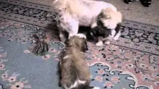 MOV04033