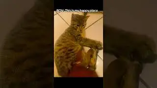 Playtime with one of my baby 🐈🐈😍😍🥹🥹#catvideo