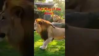 The king of the forest #media #facts #viral #animal #Lion