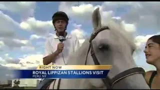 Lipizzan