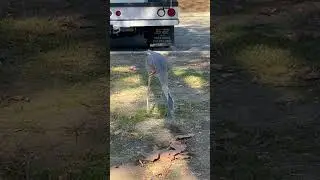 Heron Spears An Unlucky Groundhog