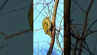 Reaction to danger - Grey-headed Woodpecker (Picus canus) Bird watching Samsung S23 Ultra 4k zoom