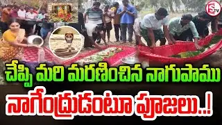గ్రామంలో నాగేంద్ర స్వామి పాము నిజ ఘటన! | Real Snake Incident in Bhimavaram  | Emotional Story