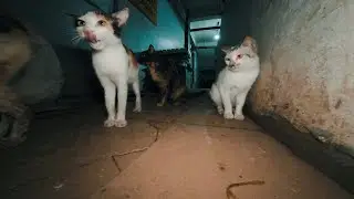 Feeding Stray Cats at the Local Market 272 | Quiet Cat Moments with English Subtitles