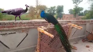 peacock flying and dance | female peacock sound | peacock video | village life Punjab in Pakistan