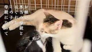 シェルターで6匹の子猫を出産したママ猫に親とはぐれたあかちゃん猫を託した