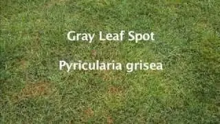 Gray leaf spot diagnosis