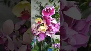 Flowers and vegetables market at IMPHAL (MAO MARKET)||@Manipuriningol123 #viral #vlog  #flowers