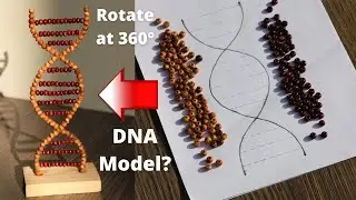 How to a Make DNA Model using beads easy & simple DIY at Home, DNA working model diy, Rotating model