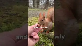 What Happens When a Squirrel Trusts You 🐿️ #squirrel #squirrelfacts #animalfacts #youtubeshorts