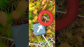 ✓ 🪲 Mini Field Cricket | Smaller Than My Thumb | 🐛 West Hartford Connecticut Woods