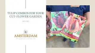 Tulip Combos for Your Cut-Flower Garden
