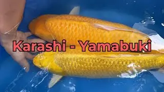 Ph&acirc;n Biệt C&aacute; Koi Yamabuki v&agrave; C&aacute; Koi Karashi - 2 D&ograve;ng C&aacute; Koi Dẫn Đ&agrave;n Phổ Biến #zenkoifarm #loczenkoi