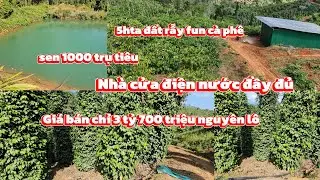5hta đất rẫy fun cà phê sen tiêu bán rẻ