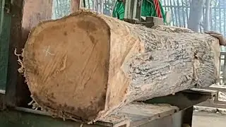 Cutting beautiful teak wood from the village for furniture at the sawmill 