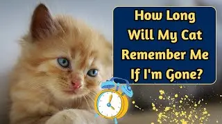 Do Cats Remember You After A Long Absence?