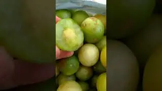 Umbu brazilian fruit typical of caatinga #shorts