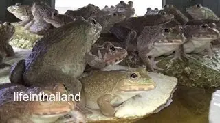 Frog Farm Chronicles - Update 9, Swirl filter cleaning and a small hole does the trick.