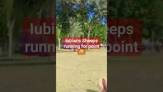Iubian Sheeps Running For Points 😂😂 || #getinfohouse #ytshort #iub #iubians