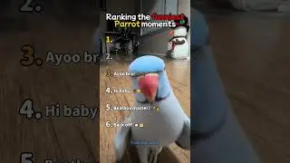 Ranking the best Parrot Moments part 2  #ranking