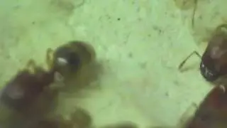 Мои муравьи- Pheidole pieli