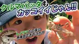 ニセモノ！？河原にトノサマバッタ捕まえに行ったらクルマバッタだった件