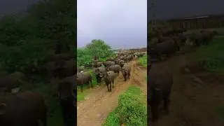 #bhesh #jafarabadibuffalo #bhesh na video #buffalo #jafarabadi