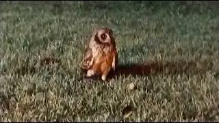 Puerto Rican Owl,,