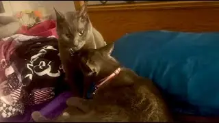 Wrestle & Snuggle Maverick & Goose&rsquo;s Cutest Moments! #catcuddle #adorablepets #petcontent #cutecats