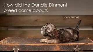 How did the Dandie Dinmont breed come about? (our version)