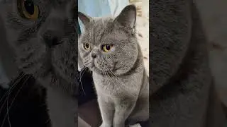 #positive #cat music 👍🫶 subscribe