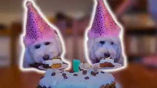 How to Celebrate your Dogs Birthday in Style!