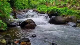 Gentle Stream Ambience &bull; 1 Hour Natural Water Sounds for Deep Focus & Productivity 4K