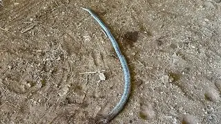 Snake in my 1964 C10  and tinkering with some light issues