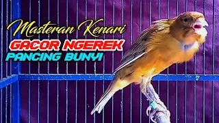 Suara Kenari Gacor Ngerek Emosi Untuk Pancingan Kenari Paud Ngeriwik @n17 channel