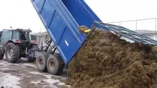 Carting silage with Massey Ferguson