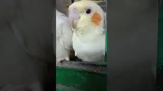 Cockatiel Bird Drinking Water🐦😍