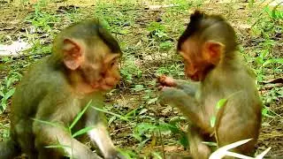 Baby monkey Lizza lost mom forever, So pity poor baby monkey Lizza
